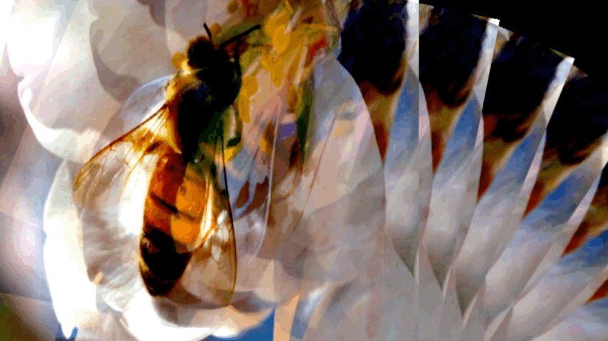 bees 1